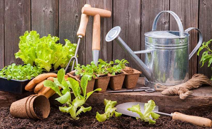 5 Tools You Should Have To Start Gardening