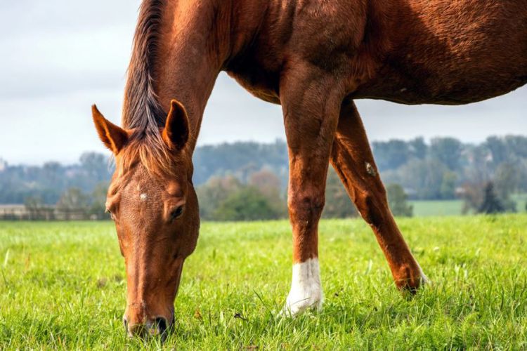 How Much Protein Does A Horse Need